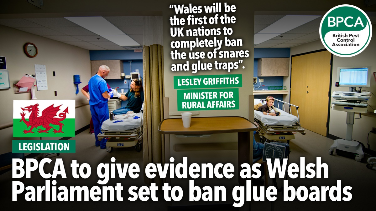 Wales ban glue traps Wales ban glue traps